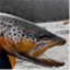 troutbitten.com