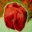 kariatler.wordpress.com