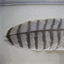 feathers-identification.over-blog.com