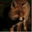 foxescrossing.wordpress.com
