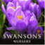 swansonsnurseryblog.com