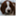 welsh-springer.weebly.com