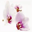 ditesvousoui.over-blog.com