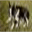 sofudogs.com