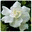 gardenialei.com