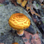forestcaps.com