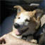 ninjathepup.com