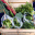 veggiepatch.org