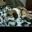 findingfurever.wordpress.com