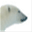 bearsql.org