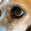 beagle.bandcamp.com