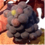 winebark.com