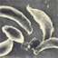 toxoplasmosis.bandcamp.com