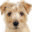 getting-a-dog.com