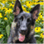 thepuppyroom.com
