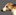 windmeisters-whippets.de