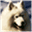 samoyed.org