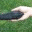 thetemporarydog.wordpress.com