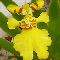 orchids-world.com