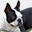 boston-terrier-dandy.de