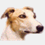 greyhoundchampion.com