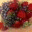 bloomboo.com