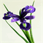 blueirisbotanicals.com