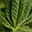 newmarijuana.info