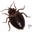 bedbugburners.info