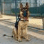 jpdogtraining.com