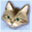 chappy-cat.com