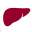 liver.ca