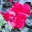 weelilwimsy.wordpress.com