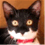 nyauthecat.wordpress.com