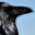 bawbsravenfeathers.com