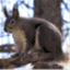 abertsquirrel.wordpress.com