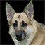 wearethedog.com