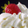 savingthewhirled.com