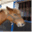 cercle-equestre-belle-vue.be