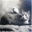 hatchingcatnyc.com