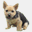 norwich-terrier.ch