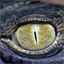 crocodive.info