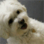 tajthedog.com