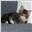 cooncat.net