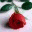 dumbravarosie.wordpress.com