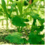 yardtotablegardens.wordpress.com