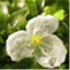 elodea2.wordpress.com