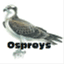 ospreysclassgastrells.wordpress.com