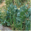 seedelicious.wordpress.com