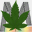 marijuana.tm